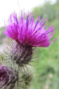 Read more about the article thistles