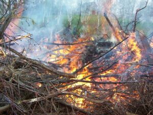 Read more about the article the burn pile