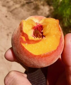 Read more about the article take and eat …this peach …on buttered cinnamon toasted bread