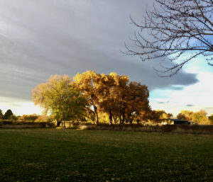 Read more about the article A prayer for the stewardship of our light