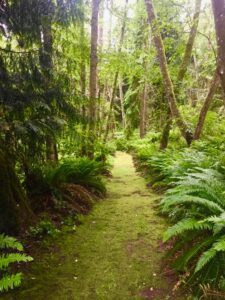 Read more about the article Pathways in rainforests